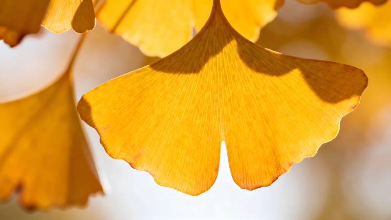 银杏叶秋景图片