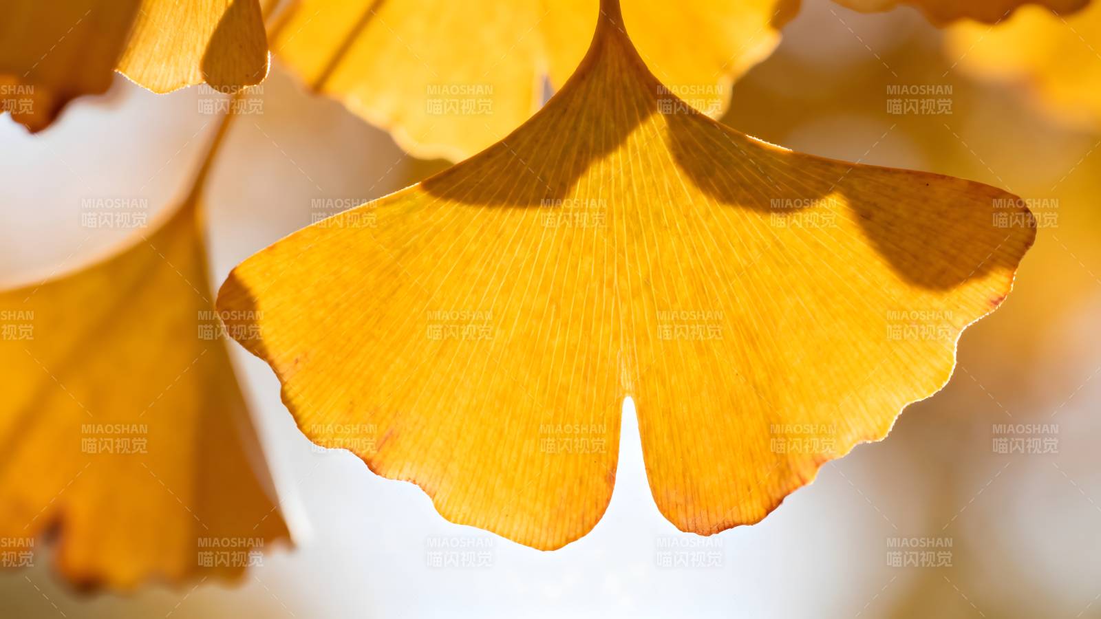 银杏叶秋景图片