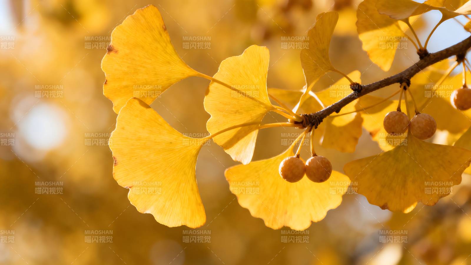 银杏叶黄果挂枝图片