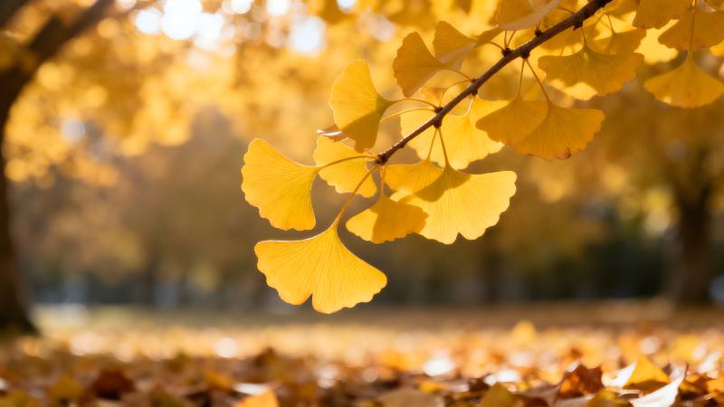 秋日银杏叶图片