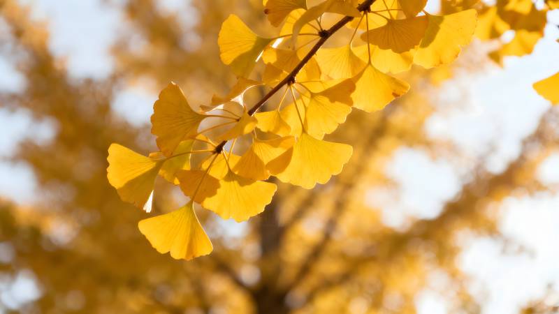 秋日银杏叶图片