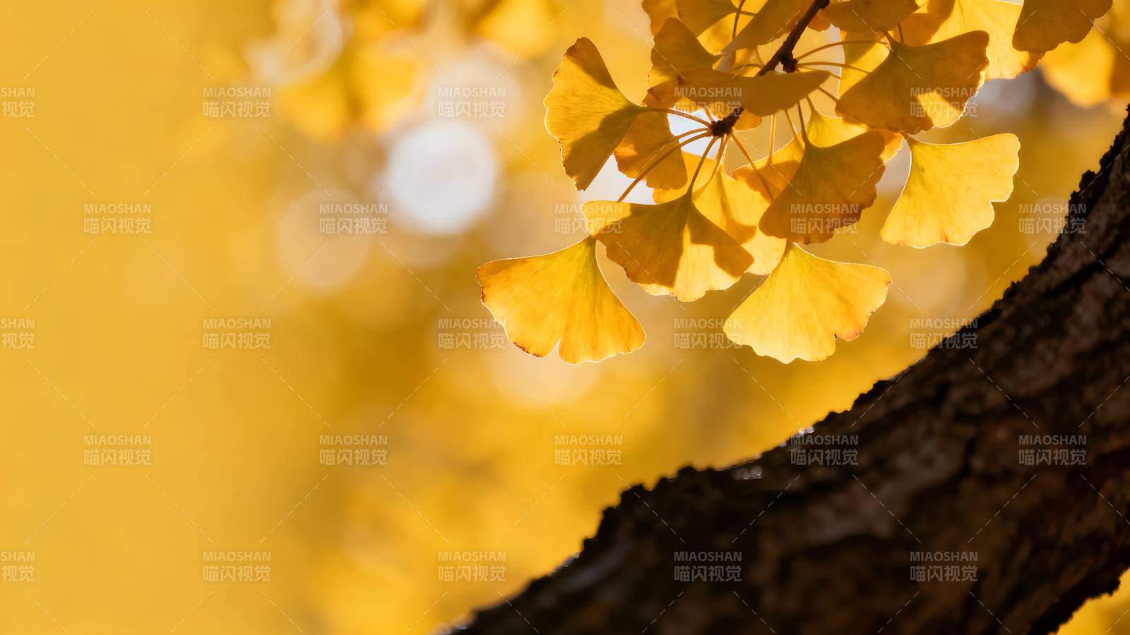 银杏叶黄秋意浓图片