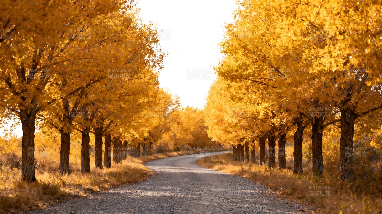 秋日林荫道图片