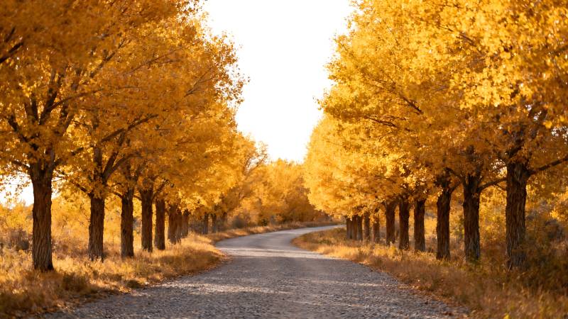 秋日林荫道图片