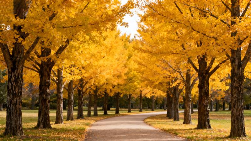 秋日金叶大道图片