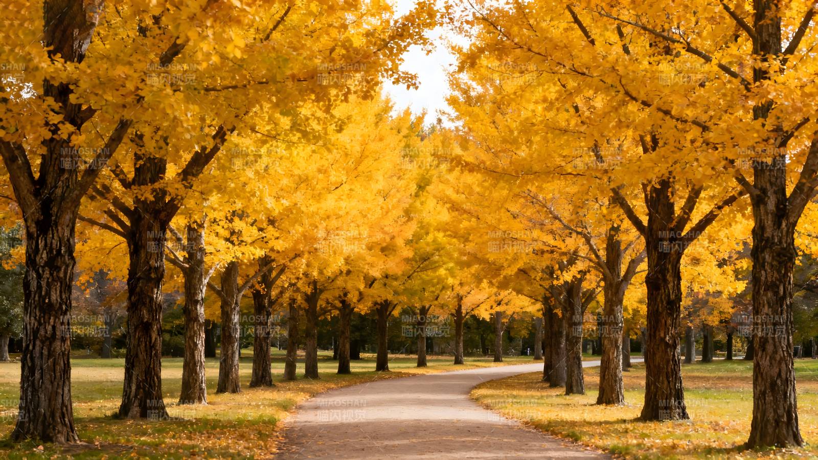 秋日金叶大道图片