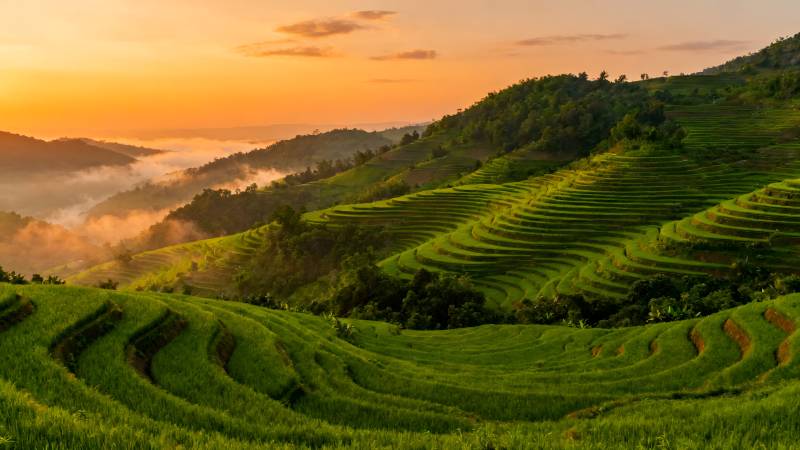 梯田晨曦图片