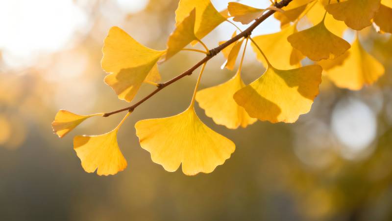 秋日银杏叶图片