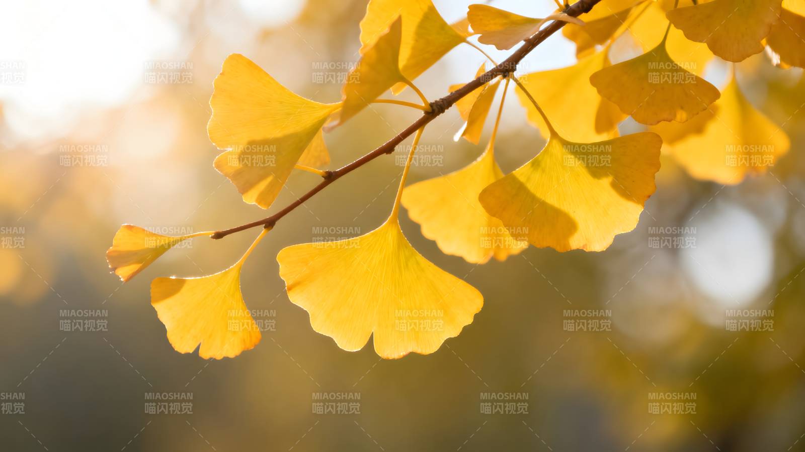 秋日银杏叶图片