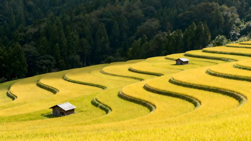 金田梯田风光图片