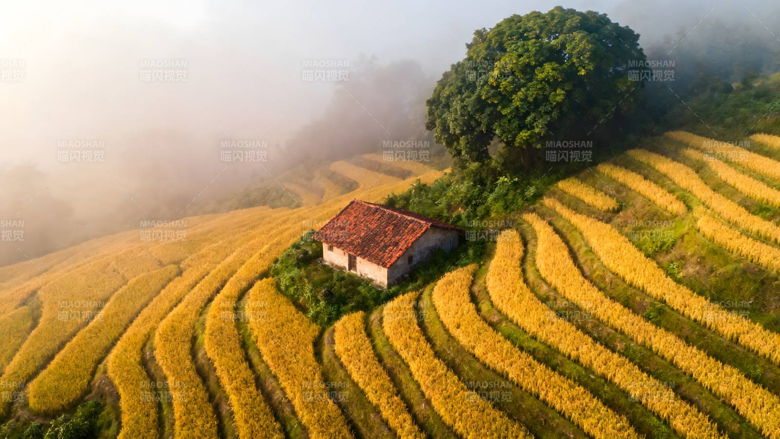 梯田晨雾小屋图片