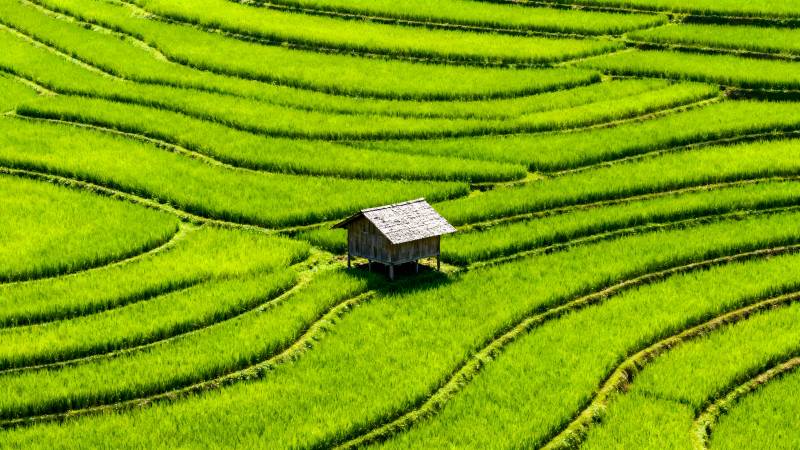 梯田中的小屋图片