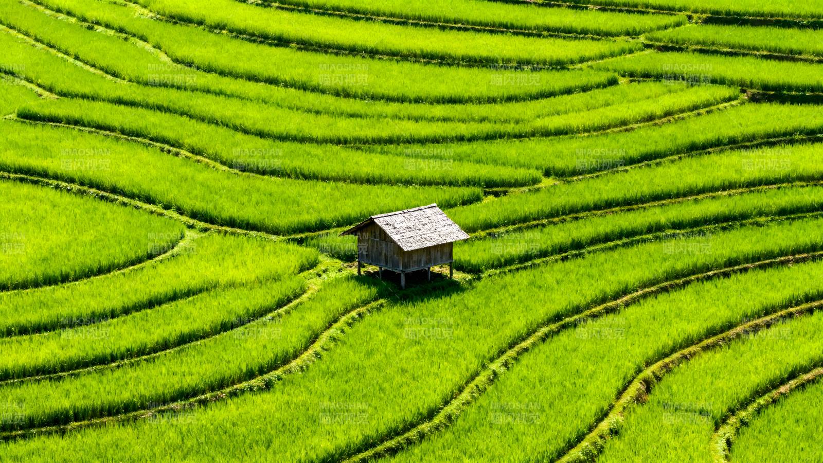 梯田中的小屋图片