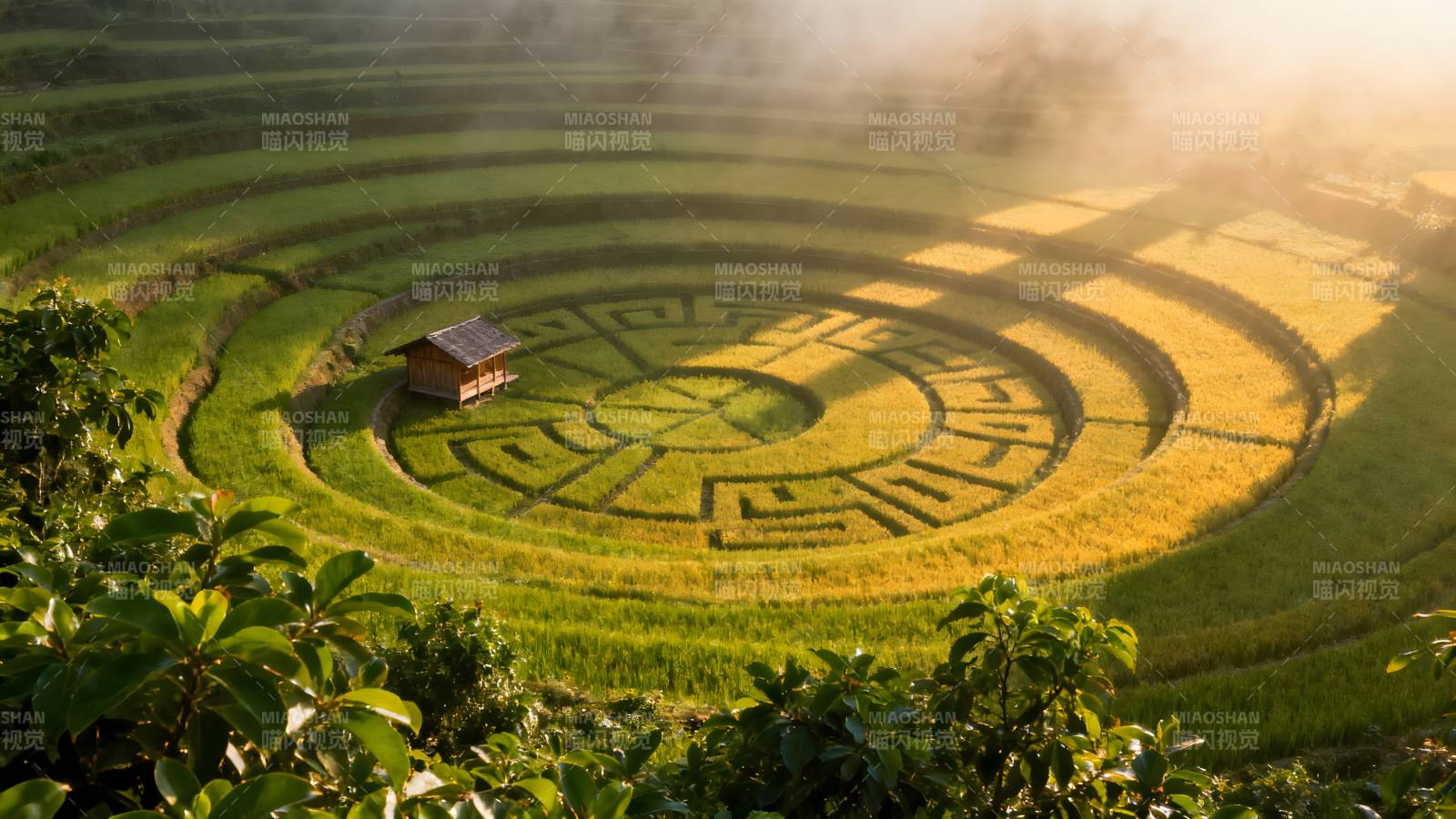 稻田迷宫晨雾中图片