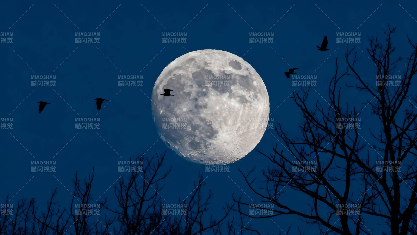 明月高悬 鸟影掠过图片