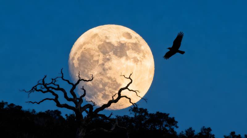 月夜飞鸟剪影图片