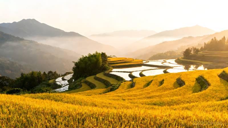 梯田晨曦图片