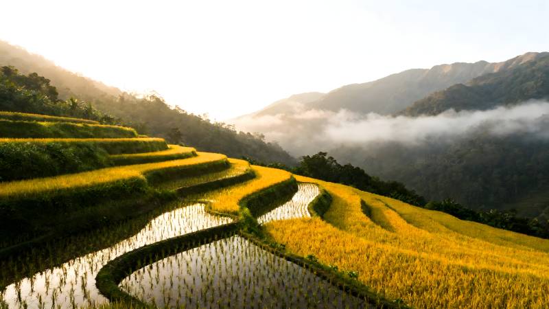 梯田晨雾美景图片