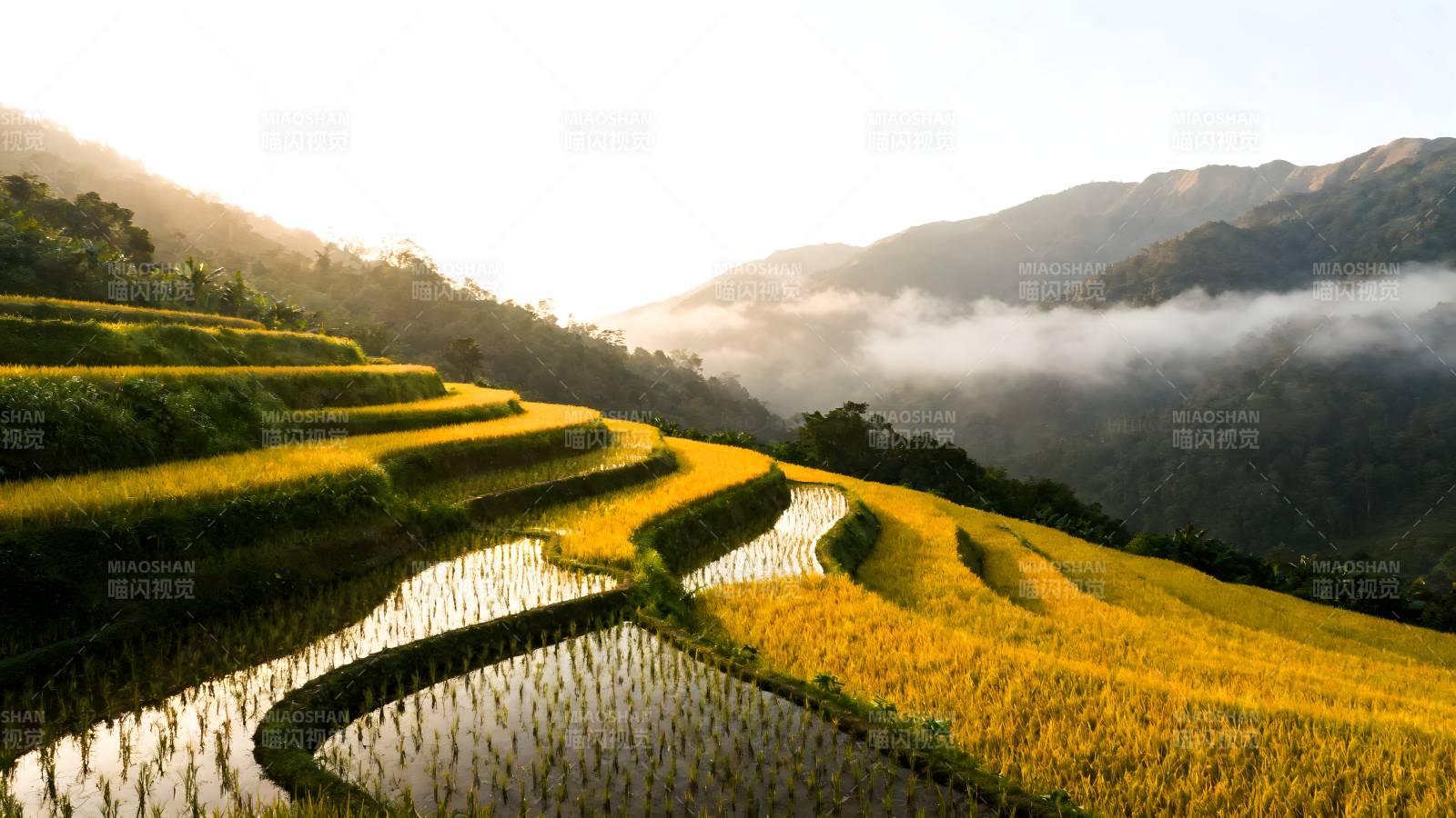 梯田晨雾美景图片