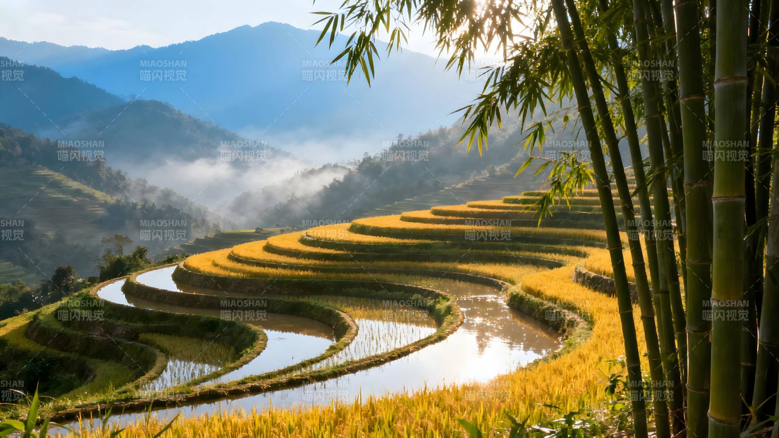 梯田晨曦竹影图片