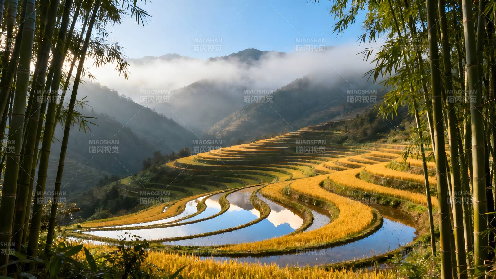梯田晨雾竹影图片