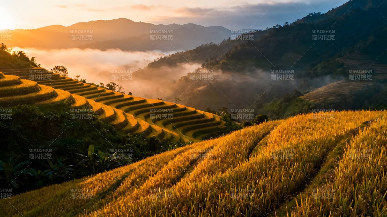 梯田晨雾图片