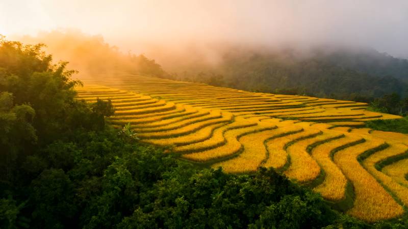 梯田晨曦图片