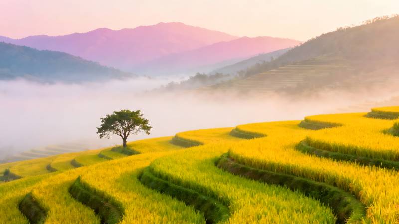 梯田晨雾美景图片