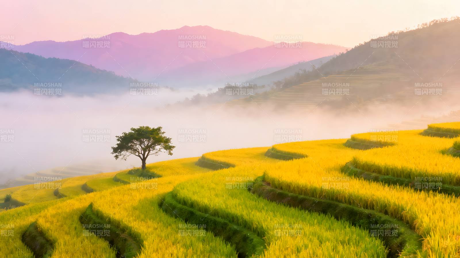 梯田晨雾美景图片