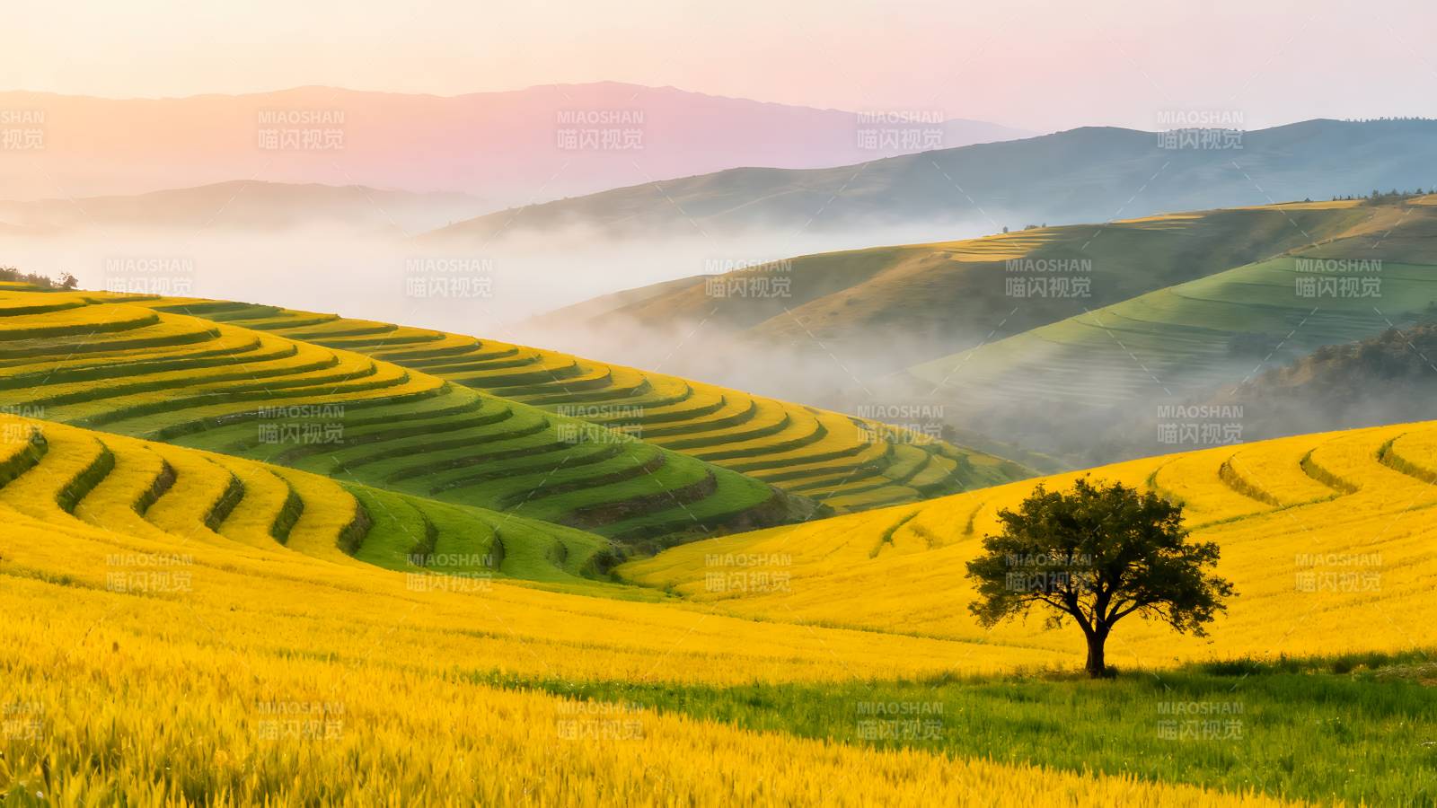 梯田晨雾树影图片