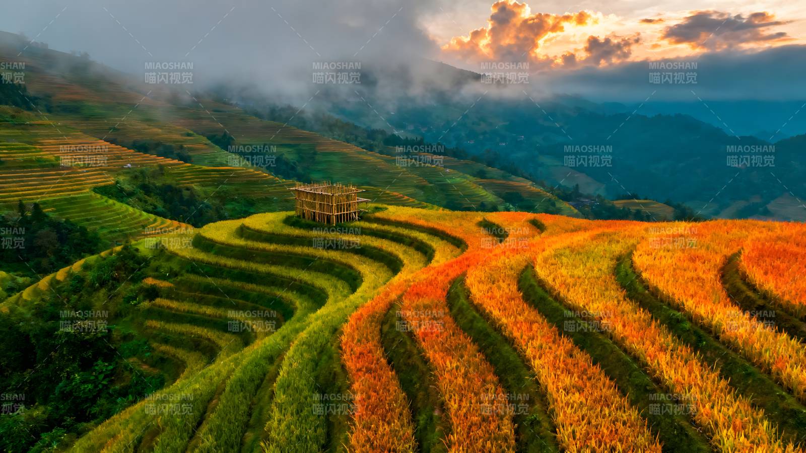 梯田秋色如画图片