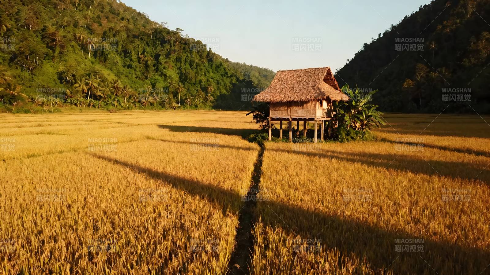 稻田小屋图片