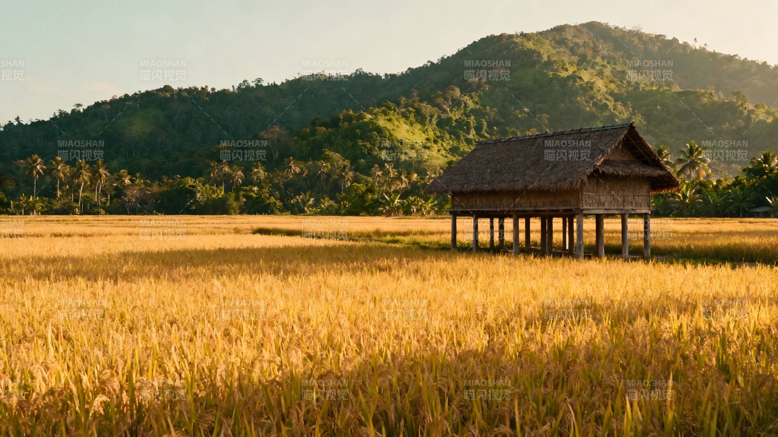 稻田中的木屋图片
