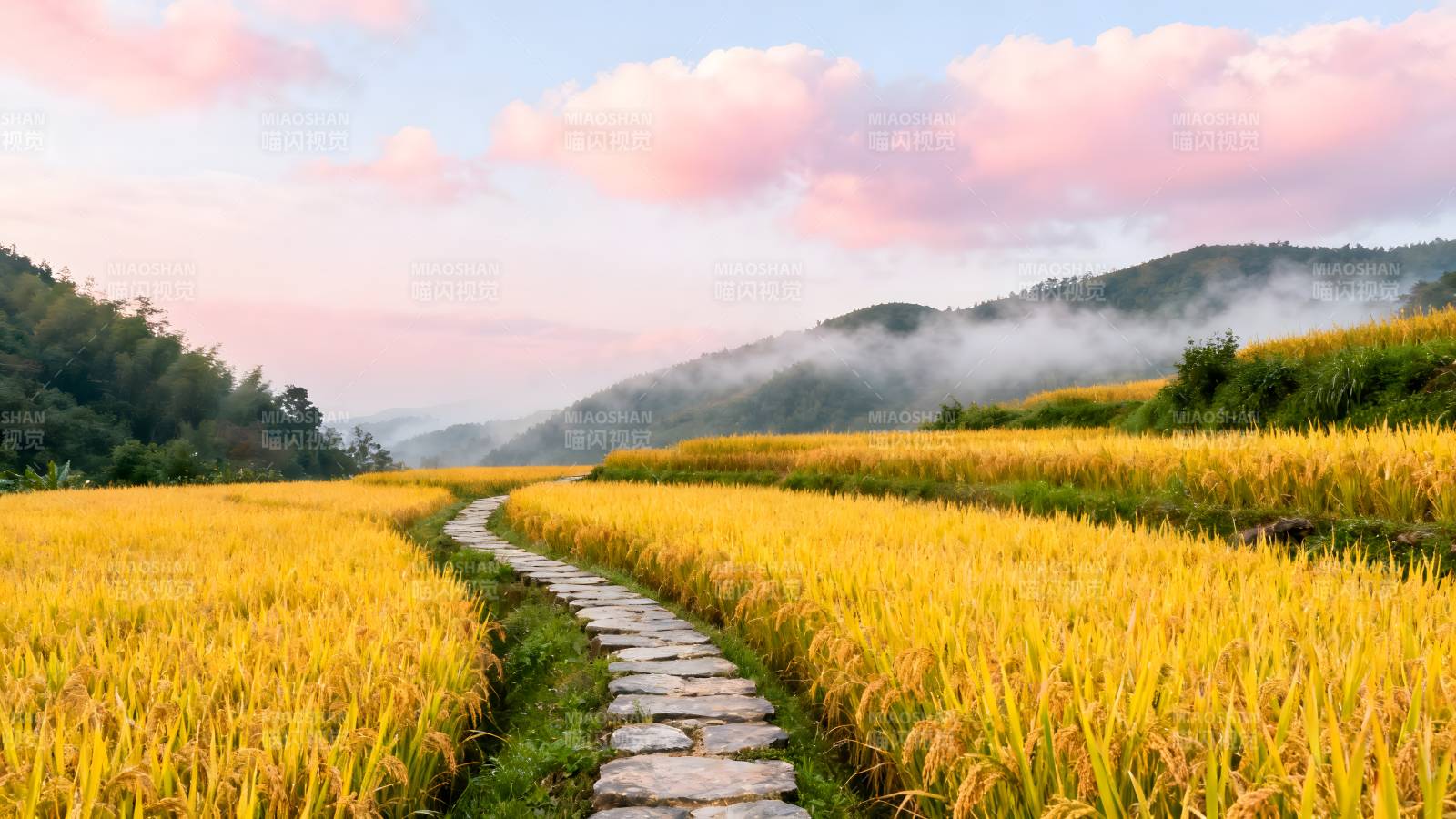 金稻梯田晨雾景图片
