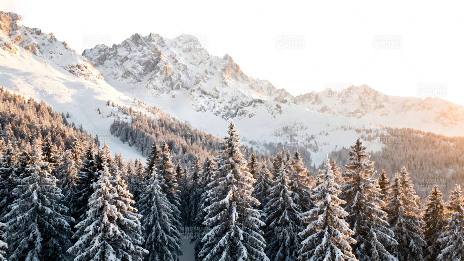 雪覆松林山景图片