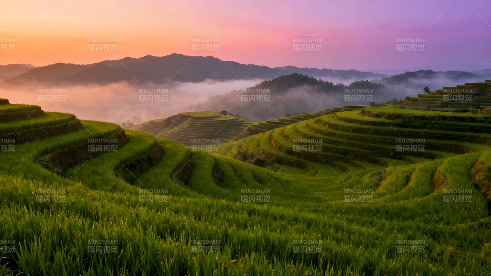 梯田晨曦图片