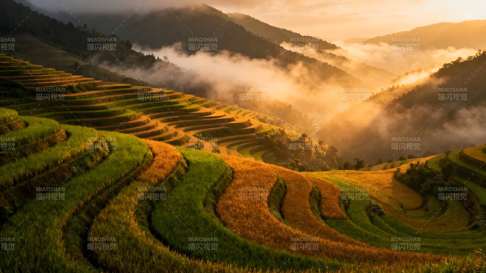 梯田晨曦图片