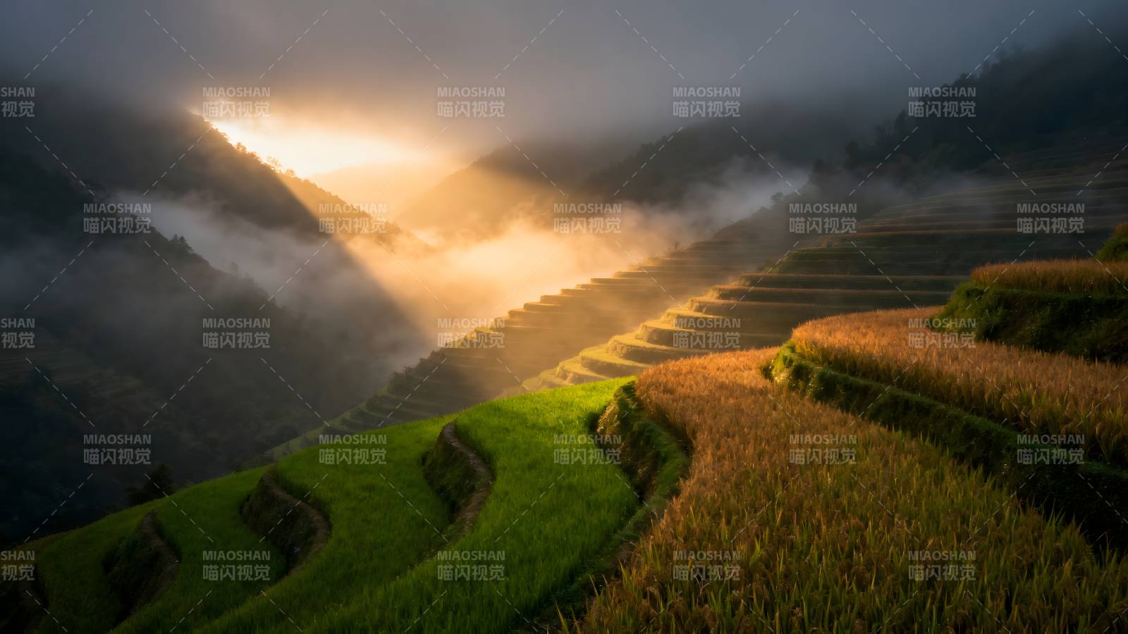 晨光梯田图片