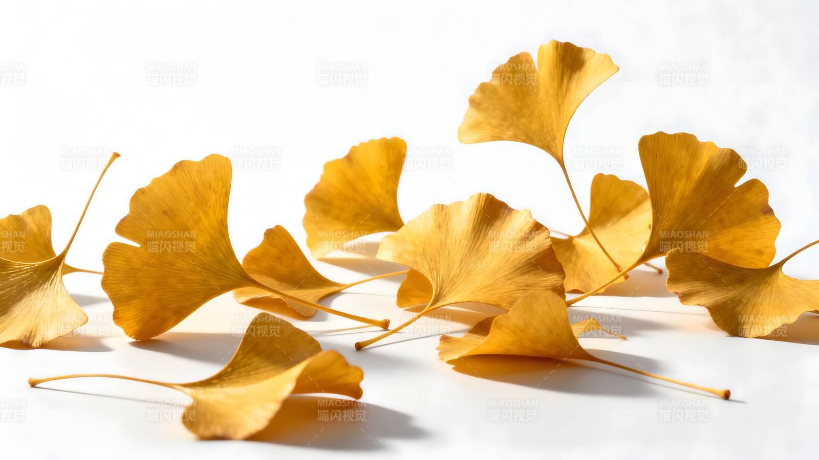 银杏叶秋意浓图片