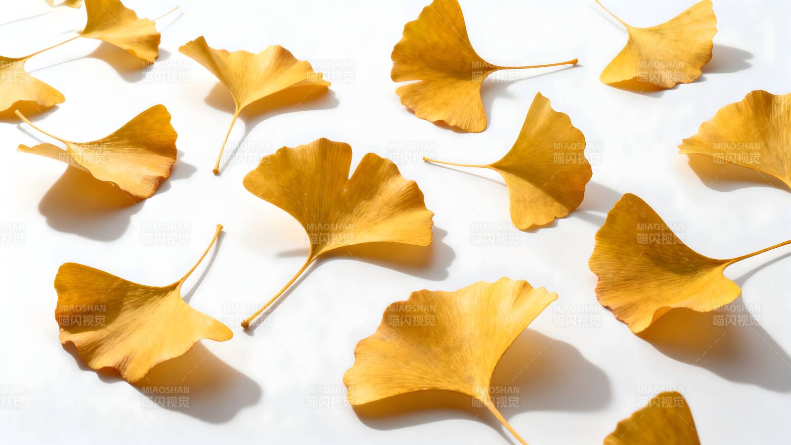 银杏叶秋日静美图片