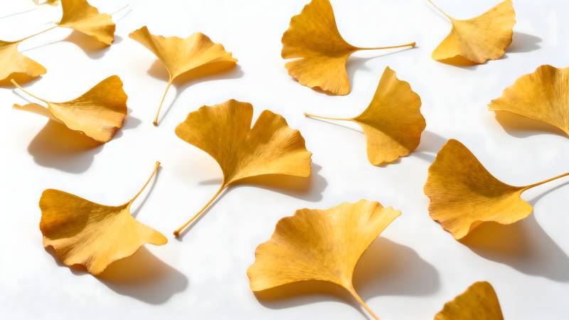 银杏叶秋日静美图片