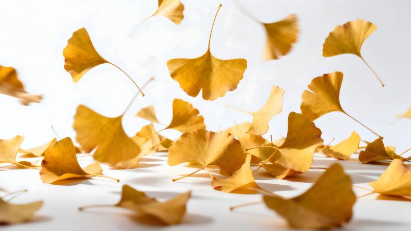 银杏叶飘落图片