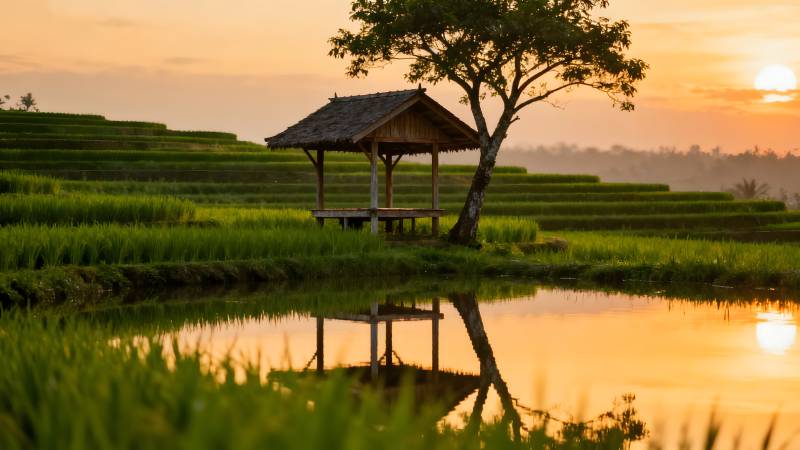 稻田夕照小亭图片