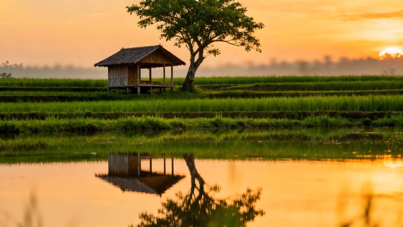 稻田夕照小屋图片