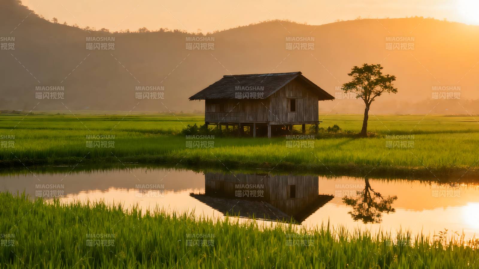 稻田小屋晨曦图片