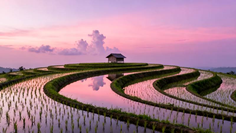梯田晨曦映霞光图片