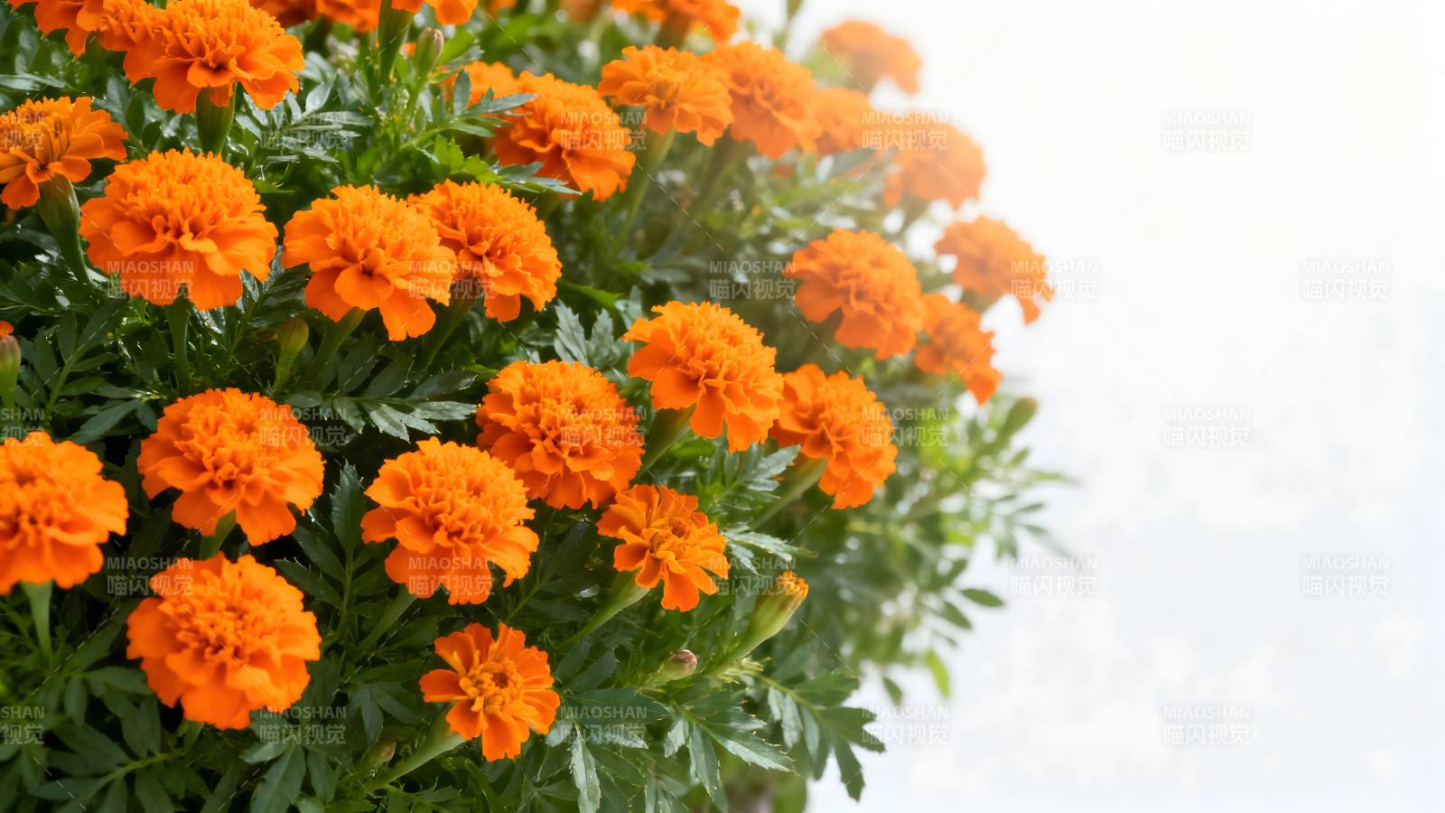 橙色万寿菊盛开图片