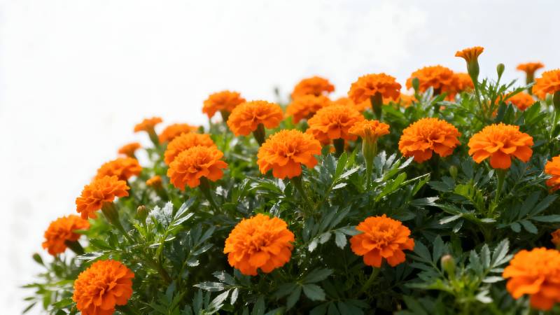 橙色万寿菊绽放图片