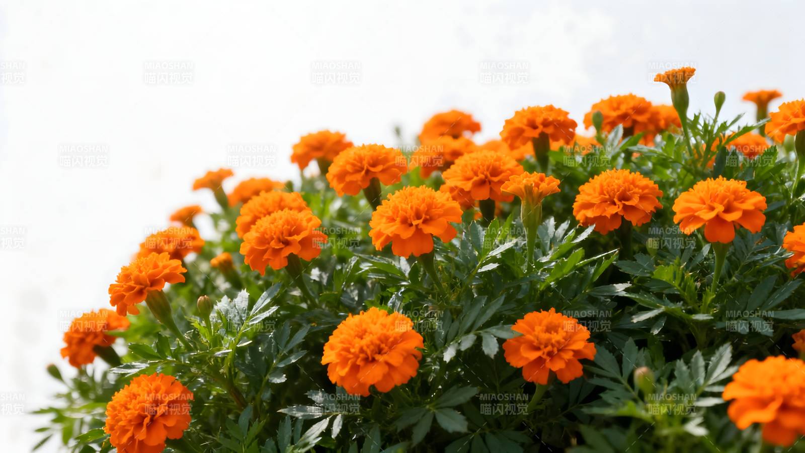 橙色万寿菊绽放图片