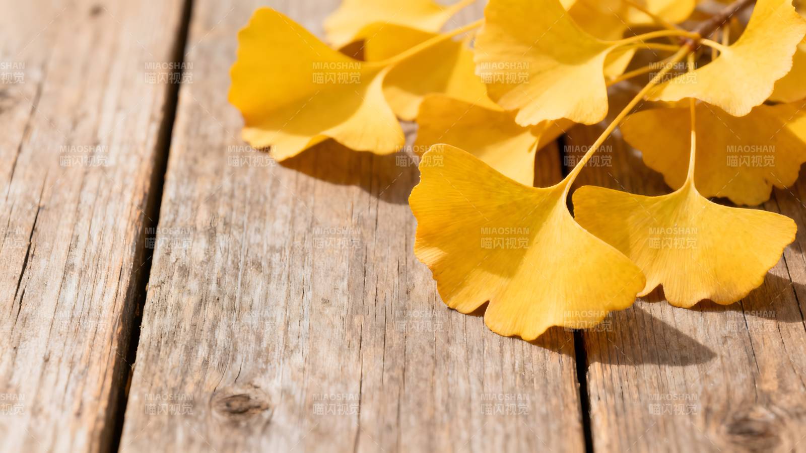 银杏叶落木桌图片